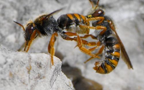 Réf. 282 178 : Rhodanthidium sticticum